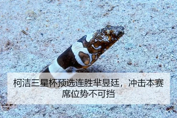 柯洁三星杯预选连胜芈昱廷，冲击本赛席位势不可挡